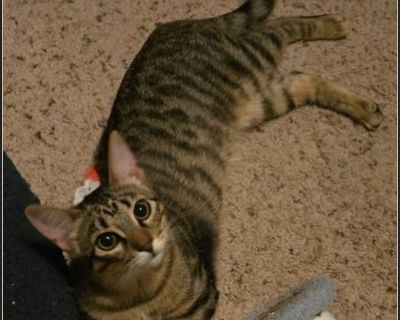 Blossom - Female Kitten American Shorthair / Domestic Cat for Adoption