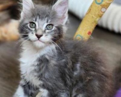 Monica - Maine Coon Female Kitten For Sale