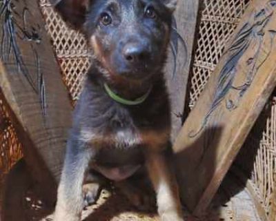 Green - German Shepherd Dog Female Puppy for Adoption