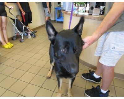 HELSING - German Shepherd Dog Male Dog for Adoption