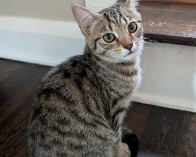 Mira - Domestic Shorthair Female Kitten for Adoption
