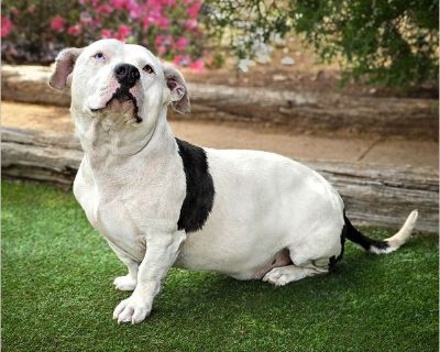 Memorable Moto Moto A+ - Basset Hound / American Staffordshire Terrier Male Puppy
