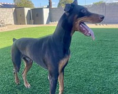 Sir Goofy - Doberman Pinscher Male Puppy for Adoption