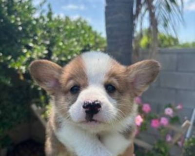 pembroke welsh corgi looking for a new home