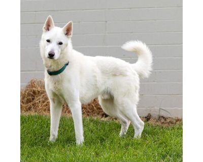 Midas - Husky/German Shepherd Dog Mix Male Dog for Adoption