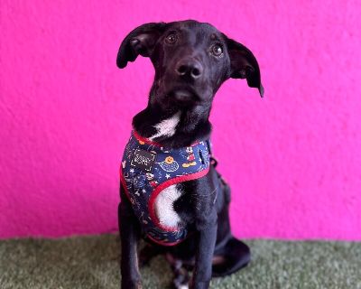 Alvin - Black Labrador Retriever & Shepherd Mix Male Puppy for Adoption