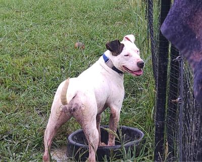 Crystal - Pit Bull Terrier Female Dog for Adoption