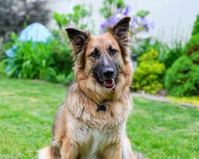 Holly - German Shepherd Dog Female Dog for Adoption