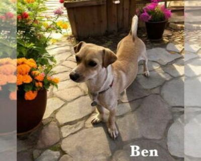 Adult * Location Menifee, CA, 92865 USA USA *. Dog Breed: Chihuahua (short coat). Loves dogs!!!Meet Ben Ben is a 2-year-old, 15-pound sweetheart who s still learning to trust the world. He s very, very shy and needs a patient, understanding family who will give him the time and space to come out of his shell. Ben isn t the kind of dog who will jump into your lap on day one but with consistency,...