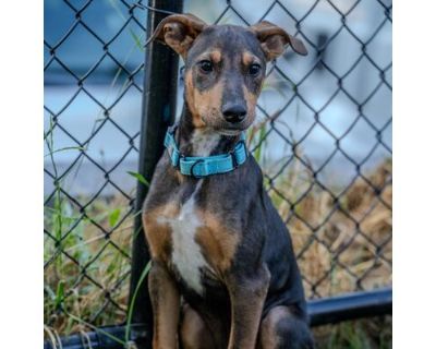 Rusty - Labrador Retriever/Shepherd (Unknown Type) Mix Male Puppy for Adoption