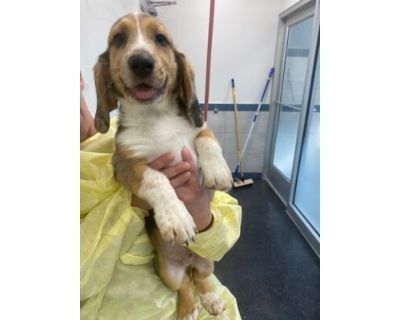 Ringo Starr - Basset Hound/Mixed Breed (Medium) Mix Male Dog for Adoption