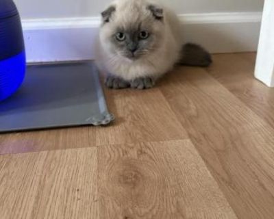 Sterlings - Scottish Fold Male Kitten For Sale