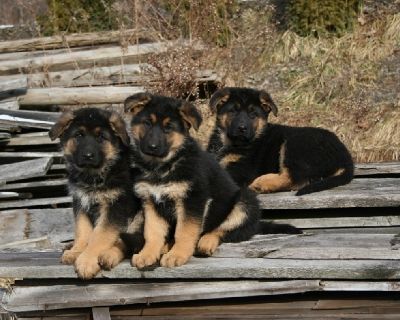 German Shepherd Puppies