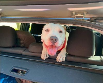 Very friendly! To much energy for our very full house. She loves every body but has no awareness of her own body or her surroundings. She will walk on feet, knock things over with her tail or body. She likes to jump up on people. She isn't the smartest of dogs but is house trained and has never had an accident since we have had her. She is a good lovable dog she is just too energetic for us.