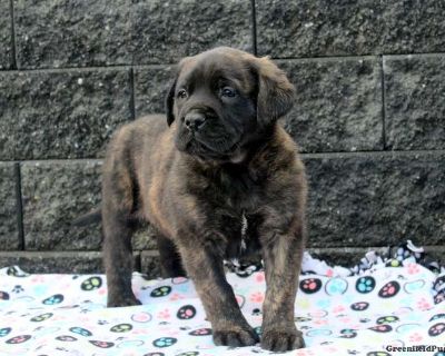 Drake - English Mastiff Puppy For Sale in Pennsylvania