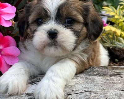 Meet Vincent a charming little Cavatzu with a heart as sweet as his soft, fluffy coat. His bright eyes sparkle with curiosity, and he ll melt your heart in an instant. Vet-checked, up to date on shots, and dewormed, this handsome boy is all ready to bring warmth and love to his forever home.. Playful, energetic, friendly