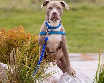 Pringle is a 4-year-old sweetheart with a heart full of love! Playful, friendly, and endlessly entertaining, Pringle brings joy wherever he goes. He loves toys, belly rubs, and making people laugh with his silly antics. He's the perfect companion for someone looking for a fun-loving, affectionate pup who's always up for an adventure-or a cuddle on the couch. If you're ready for a dog who's equa...