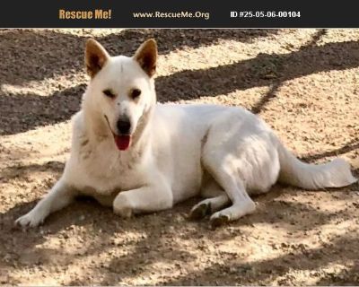 Hannah - Female Puppy Siberian Husky / German Shepherd for Adoption