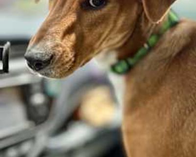 Hannah - Foxhound Female Dog for Adoption