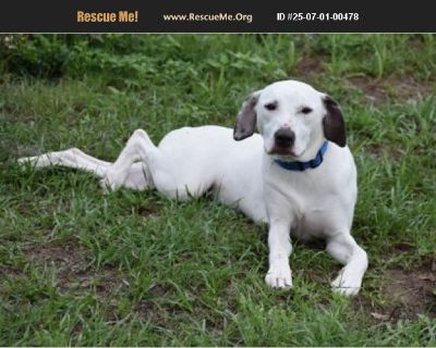 Lily May - American Staffordshire Terrier mix Female Puppy