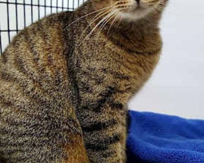 Cinnamon - Domestic Shorthair Female Cat for Adoption