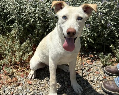 Anna - Yellow Labrador Retriever & Husky Mix Female Dog for Adoption