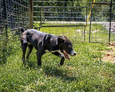 Stubby - Mixed Breed (Medium) Male Dog for Adoption