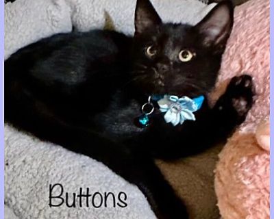 BUTTONS - Domestic Longhair Female Cat for Adoption