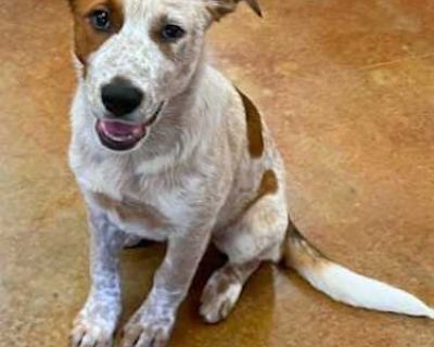Cici - Australian Cattle Dog/Shepherd (Unknown Type) Mix Female Dog for Adoption