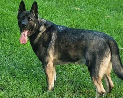 Koda - German Shepherd Dog/Akita Mix Male Dog for Adoption