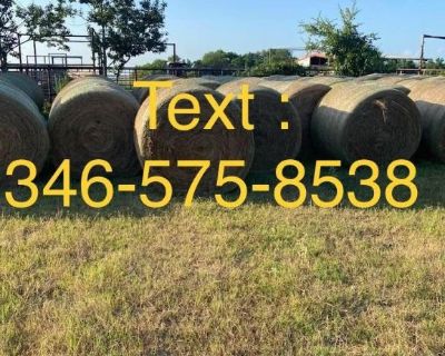 Alfalfa Timothy Mix
