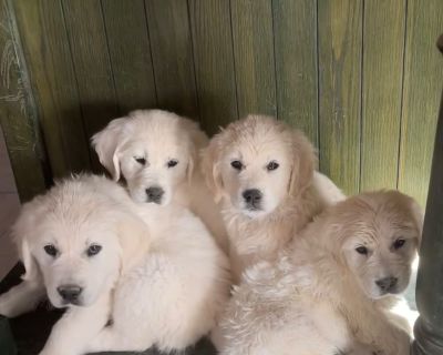 2 Male and 1 Female Golden Retriever Puppies for Sale