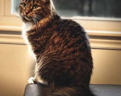 Lil Bit was rescued from a car engine as a tiny kitten and no one else would take her, so she came home with me. She is a very anxious, but a beautiful little kitty cat. She would probably do well with anxiety meds, but I have never gone that route. She has been with my other kitty (a very alpha cat), who probably added greatly to her stress levels. She s sweet as can be when you do see her, bu...