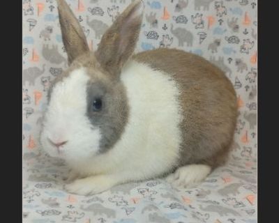 Milliken - Male Young Rabbit for Adoption