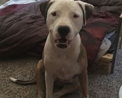 Sedona - American Pit Bull Terrier Female Dog for Adoption