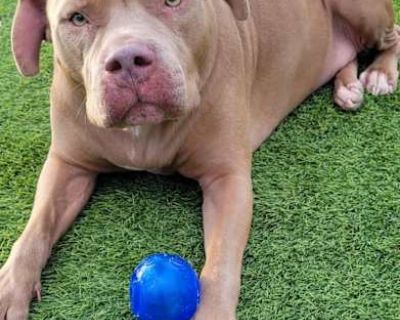 Joey - American Pit Bull Terrier/Retriever (Unknown Type) Mix Male Dog for Adoption
