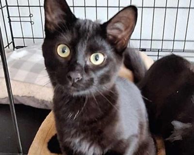 Bella - Domestic Shorthair Female Cat for Adoption