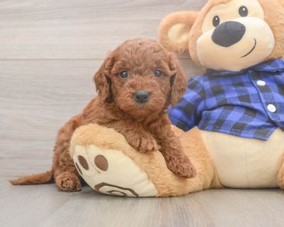 CHARLOTTE - Mini Goldendoodle Female Puppy for Sale