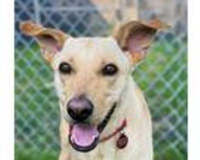 Bubbles, Labrador Retriever For Adoption In Bethel, Connecticut