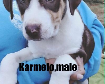 Karmelo - Hound Male Puppy for Adoption