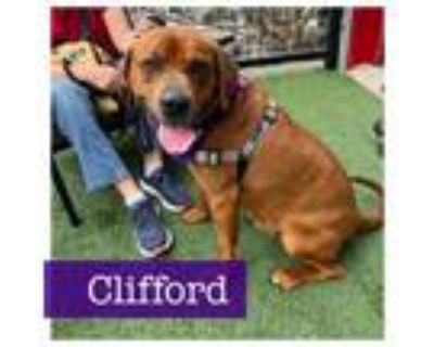 Adopt Clifford a Labrador Retriever, Redbone Coonhound