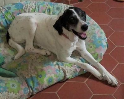 Serena - Pointer/Great Pyrenees Mix Female Dog for Adoption