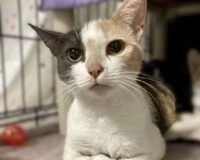 Lemonade - Domestic Short Hair Female Cat for Adoption