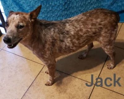 Jack - Australian Cattle Dog Male Puppy for Adoption