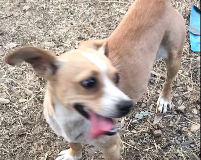 Mary - Jack Russell Terrier Female Dog for Adoption