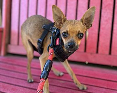 Jester - Chihuahua Male Puppy for Adoption