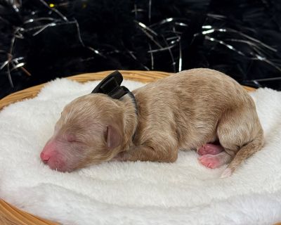 Im Tally s adorable red Mini Poodle, Black Boy. Both my parents have great temperaments and have been genetically health tested. My Mom is an 11 lb Poodle and my dad is a 17lb Poodle. I have removed my dewclaws, had my tail docked, received early neurostimulation and litter box training, and will have all my deworming and first puppy vaccines and a thorough nose-to-tail vet examination before I...