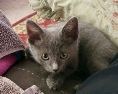 Little Miss Mandy - Russian Blue & Domestic Short Hair Mix Female Cat for Adoption