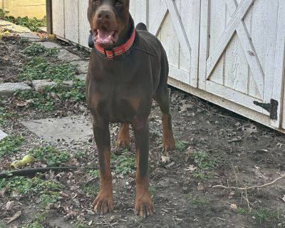 3 Male Doberman Pinscher Puppies for Sale