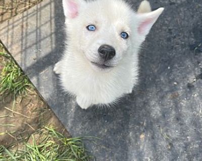 Pearl - Husky/Mixed Breed (Medium) Mix Female Puppy for Adoption